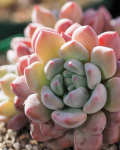 Echeveria amoena