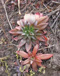 Echeveria andicola