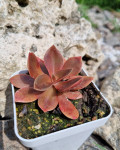 Echeveria atropurpurea