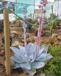 Echeveria cante