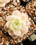 Echeveria elegans 'Alba'