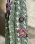 Echidnopsis