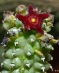 Echidnopsis Bihendulensis