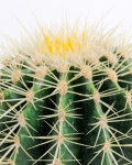 Echinocactus grusonii