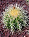 Echinocactus Grusonii