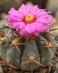 Echinocactus horizonthalonius