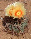 Echinocactus parryi