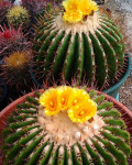 Echinocactus platyacanthus