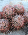 Echinocactus polycephalus