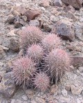 Echinocactus Polycephalus