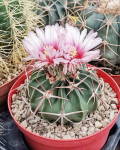 Echinocactus texensis