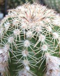 Echinocereus Adustus