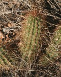 Echinocereus Apachensis