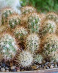 Echinocereus Barthelowanus