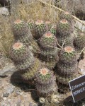 Echinocereus Bonkerae