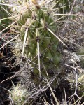 Echinocereus Brandegeei