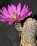 Echinocereus Bristolii