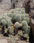 Echinocereus Coccineus