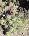 Echinocereus Enneacanthus