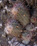 Echinocereus Ferreirianus