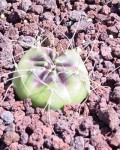 Echinocereus Knippelianus