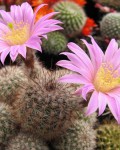 Echinocereus Laui