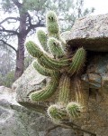 Echinocereus Ledingii