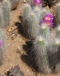 Echinocereus Longisetus