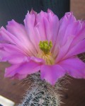 Echinocereus Metornii