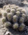 Echinocereus Mojavensis