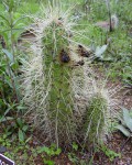 Echinocereus Nicholii