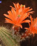 Echinocereus Ortegae