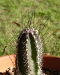 Echinocereus Palmeri