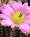 Echinocereus Pamanesiorum