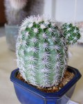 Echinocereus Pectinatus