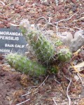 Echinocereus Pensilis