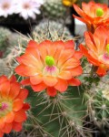 Echinocereus Polyacanthus