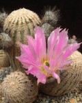 Echinocereus Primolanatus