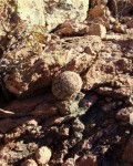 Echinocereus Pseudopectinatus