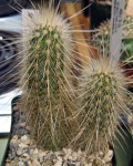 Echinocereus Rayonesensis