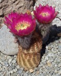 Echinocereus Reichenbachii