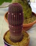 Echinocereus Rigidissimus