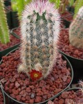 Echinocereus Russanthus