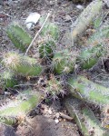 Echinocereus Scheeri