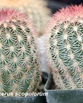 Echinocereus Scopulorum