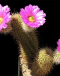 Echinocereus Spinigemmatus