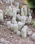 Echinocereus Stoloniferus