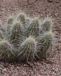 Echinocereus Stramineus