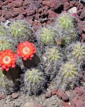 Echinocereus Triglochidiatus