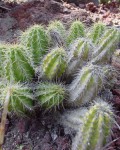 Echinocereus Viereckii